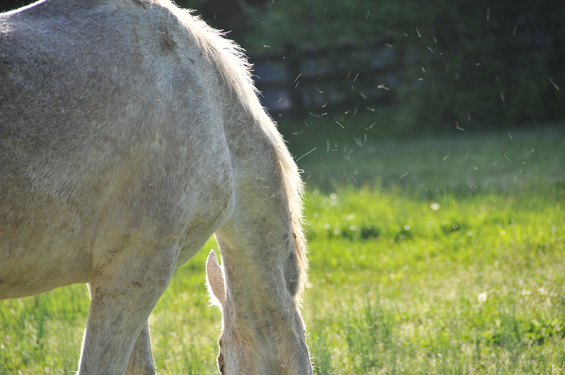 A gray horse outside