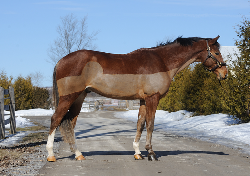 A horse with a trace clip for an article with tips on grooming your horse in winter