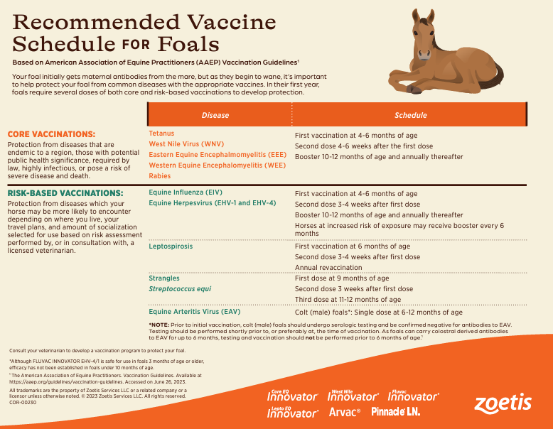 Vaccination schedule for Tips for New Foal Care