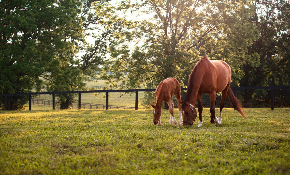 Mare and foal in a field for Tips for New Foal Care