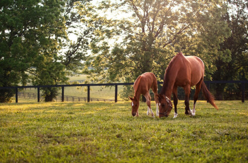 Mare and foal in a field for Tips for New Foal Care