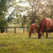 Mare and foal in a field for Tips for New Foal Care