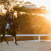 off-track-thoroughbred-tips-dressage-horse