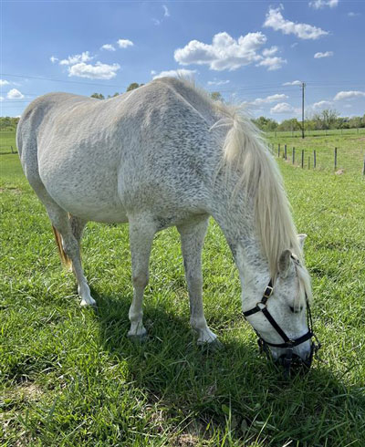 Ariel the pony with a grazing muzzle