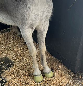 Ariel wearing special shoes for laminitis