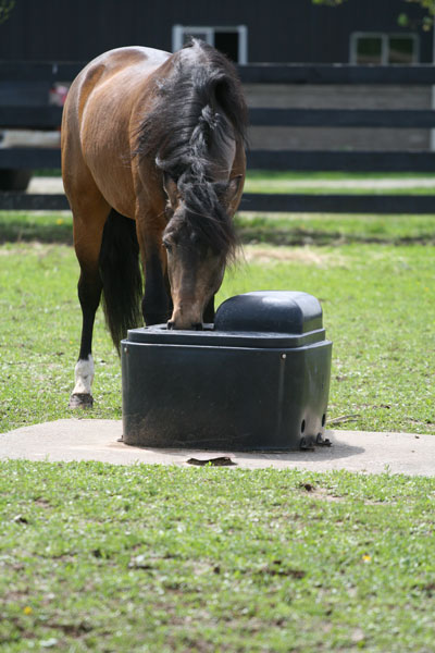 pastured horse drinking from waterer