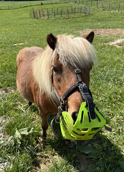 Miniature Horse with grazing muzzle