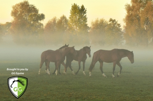 pastured horses at sunrise