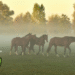 pastured horses at sunrise