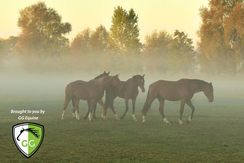 pastured horses at sunrise