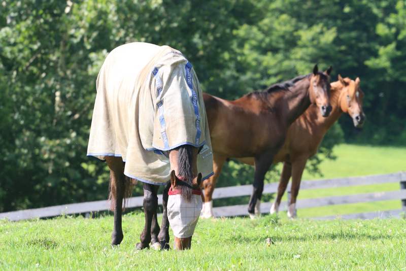 pastured horse wearing fly sheet