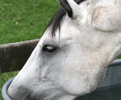 Horse drinking water