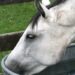 Horse drinking water