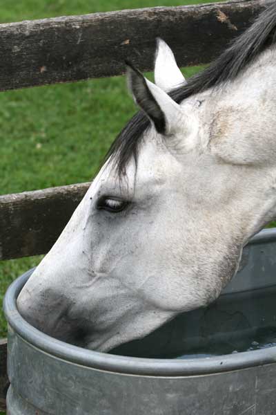 Horse drinking water