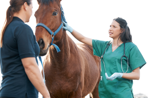 A woman holding her horse for a vet.
