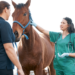 A woman holding her horse for a vet.