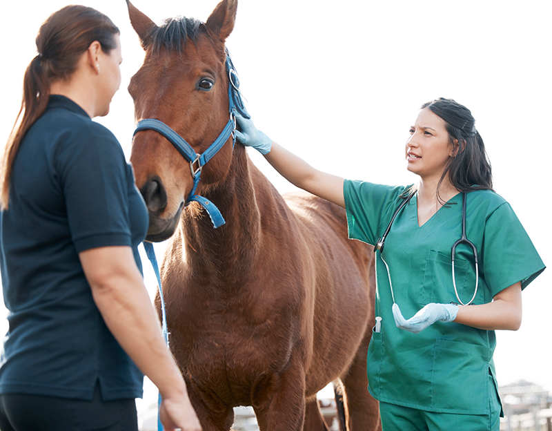 A woman holding her horse for a vet.