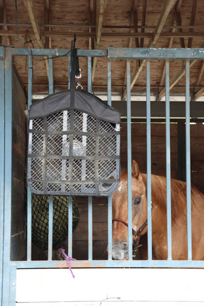 stall-fan-cools-horse-in-hot-weather