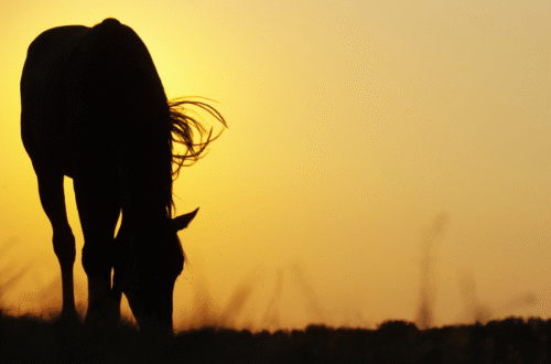 horse grazing at sunset in summer heat