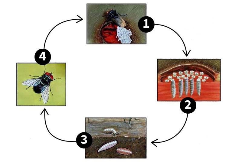 Screwworm Life Cycle
