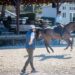 USEA Eventing Coaches Program Workshop