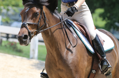 closeup of fit strong rider on a bay horse