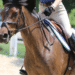 closeup of fit strong rider on a bay horse