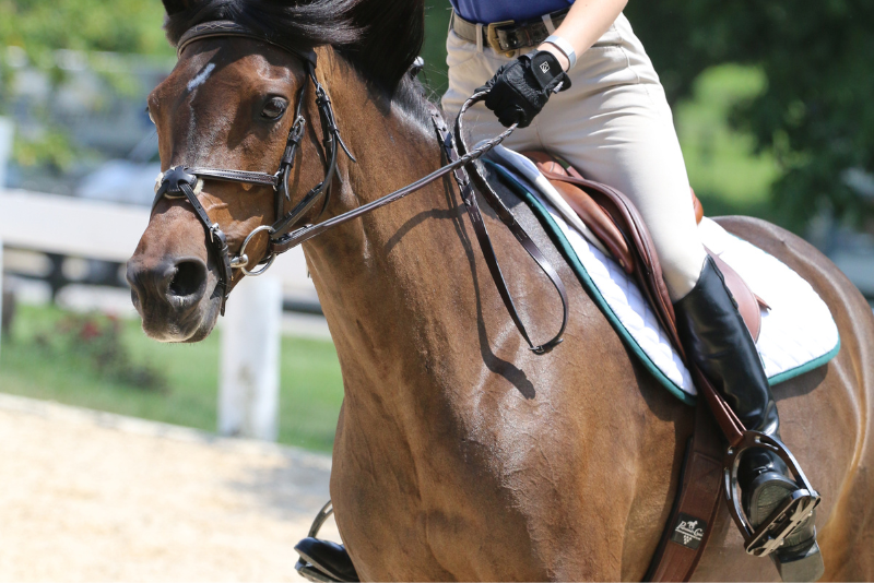 Pony Club Now Blog and News