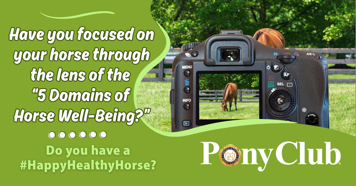 Pony Club Now Blog and News Pony Club Now Blog and News