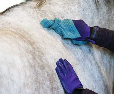 Rubbing a hot towel with no-rinse shampoo on a horse to clean spots during cold weather.