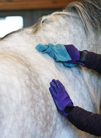 Rubbing a hot towel with no-rinse shampoo on a horse to clean spots during cold weather.