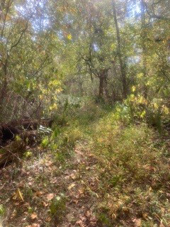 overgrown equestrian trail