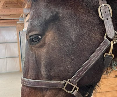 6 signs of pain in horse's face