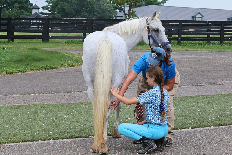 Teacher and young equestrian examine the hind leg of a white horse