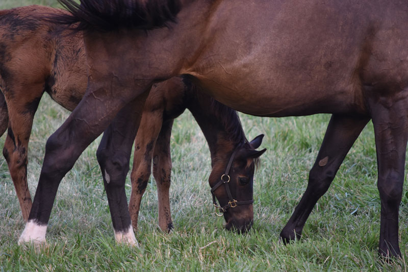thoroughbred foal grazes in kentucky