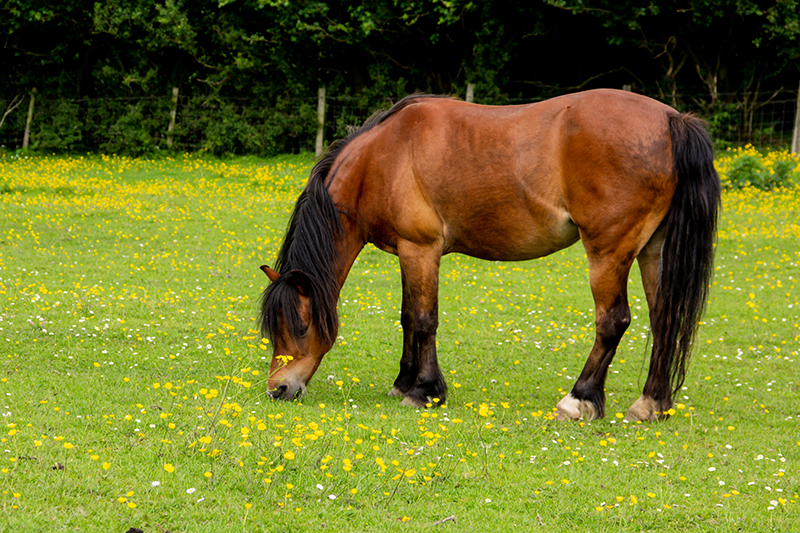 A horse grazing.