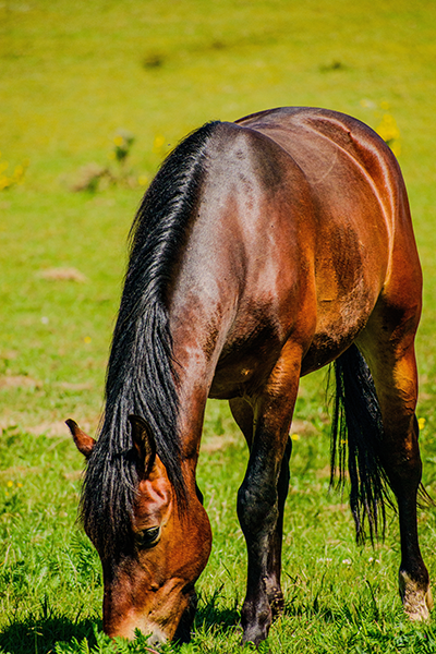 A horse grazing.