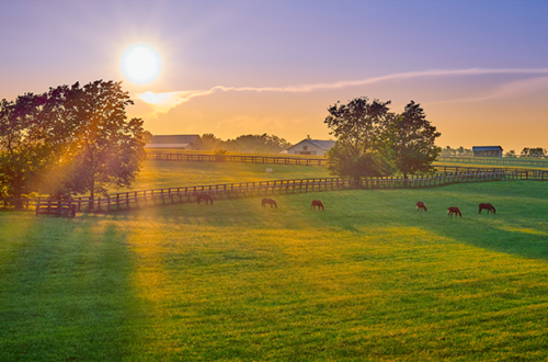 A scenic shot of horses out in a pasture.