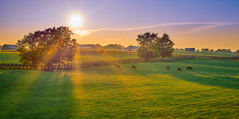 A scenic shot of horses out in a pasture.