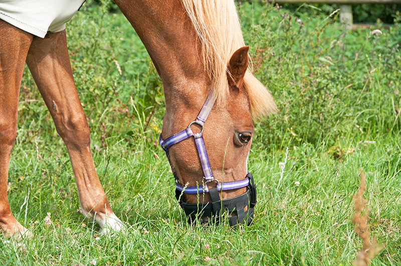 A horse grazing with a grazing muzzle on.