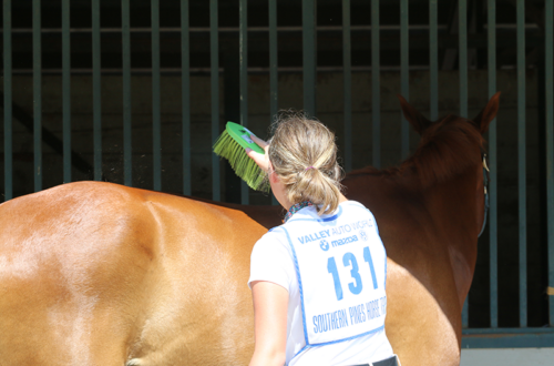 To make grooming as pleasant as possible, a horse may need a different technique, amount of pressure, or a different tool altogether for various parts of his body.