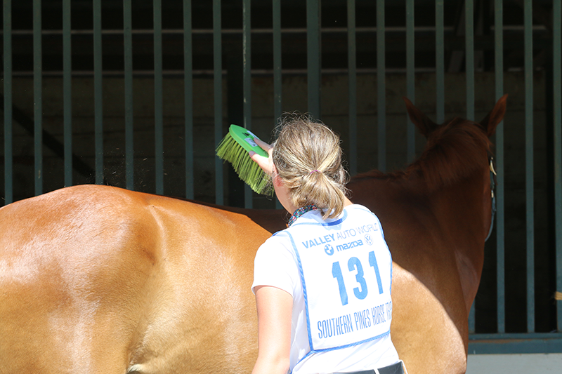 To make grooming as pleasant as possible, a horse may need a different technique, amount of pressure, or a different tool altogether for various parts of his body.