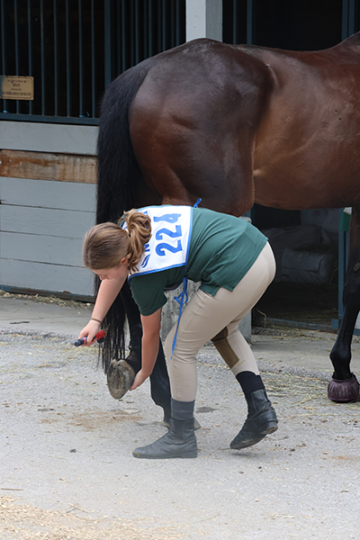 Senior horses or those with an injury or joint issues may find hoof picking difficult.