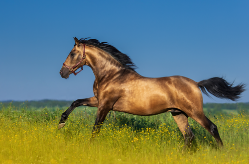 A horse running through a field.