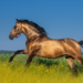 A horse running through a field.
