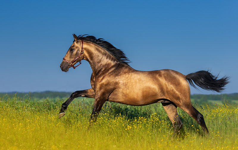 A horse running through a field.