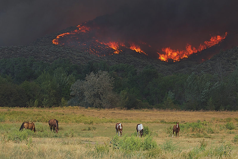 Horses in front of fire smoke.