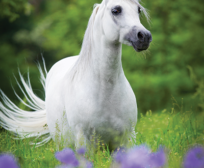 A gray horse in a field of flowers.