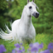 A gray horse in a field of flowers.