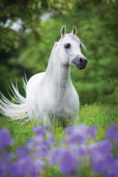 A gray horse in a field of flowers.